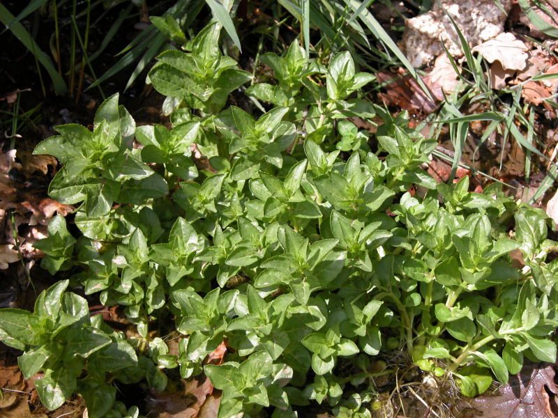 Pianta d''acqua - Veronica cfr. anagallis-aquatica